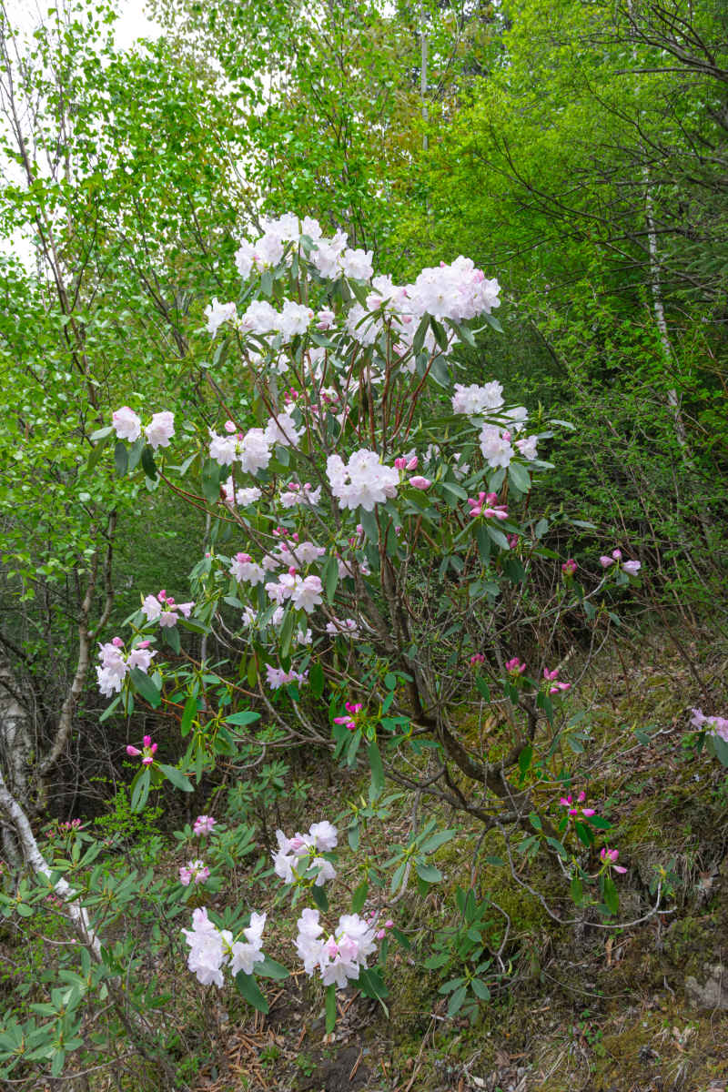 杜鹃花 8
