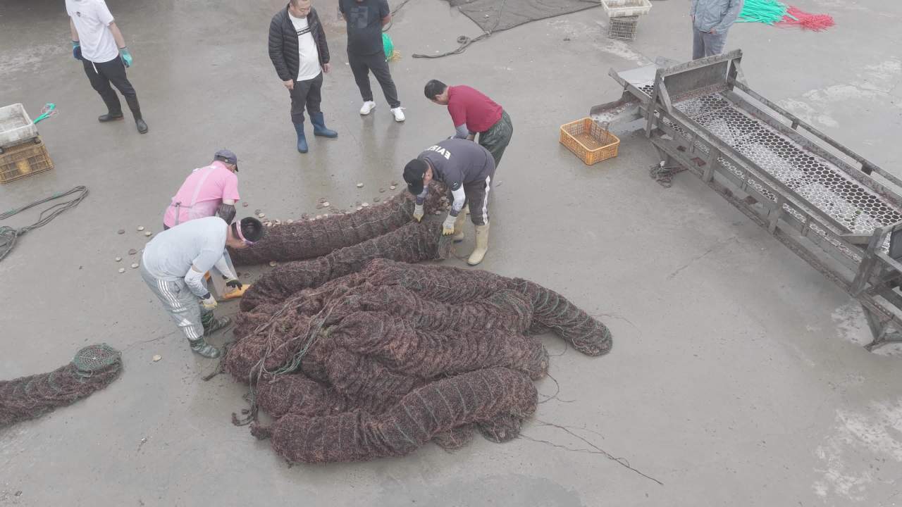 渔民分拣扇贝现场