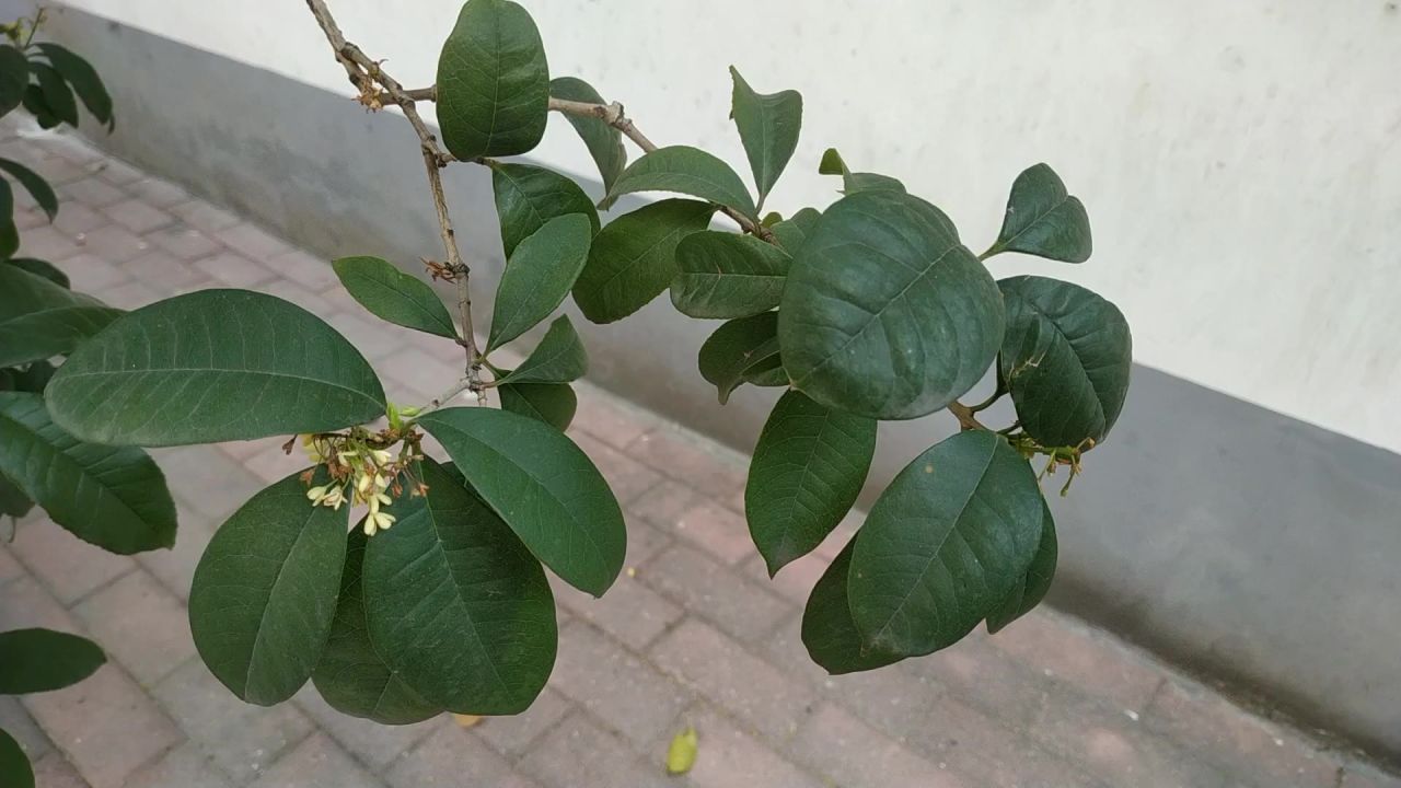 风中摇摆桂花枝