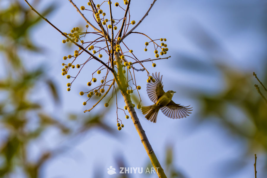 晨光中的飞翔小鸟