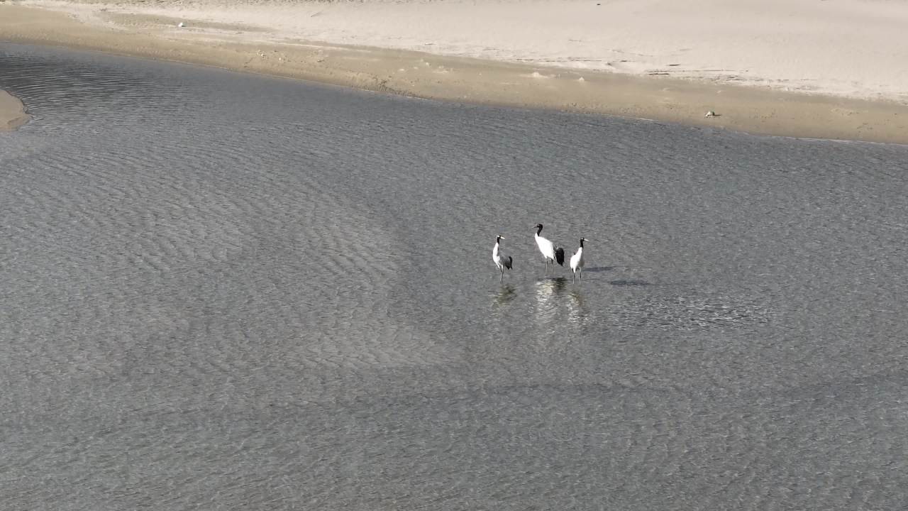 黑颈鹤