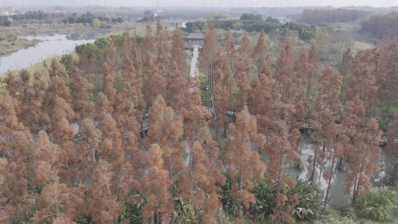 冬日的湿地 15