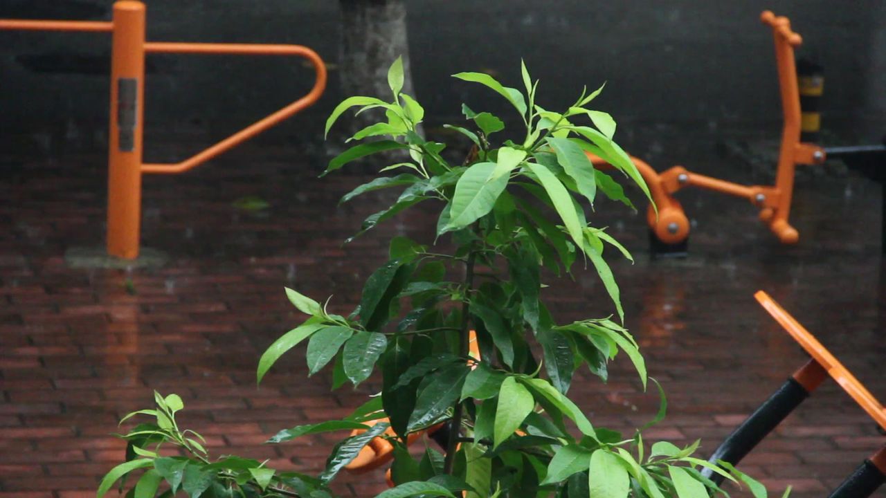大雨中的白兰树苗