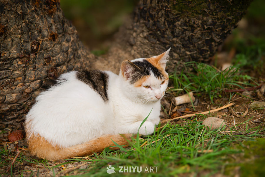 三色猫静卧树下