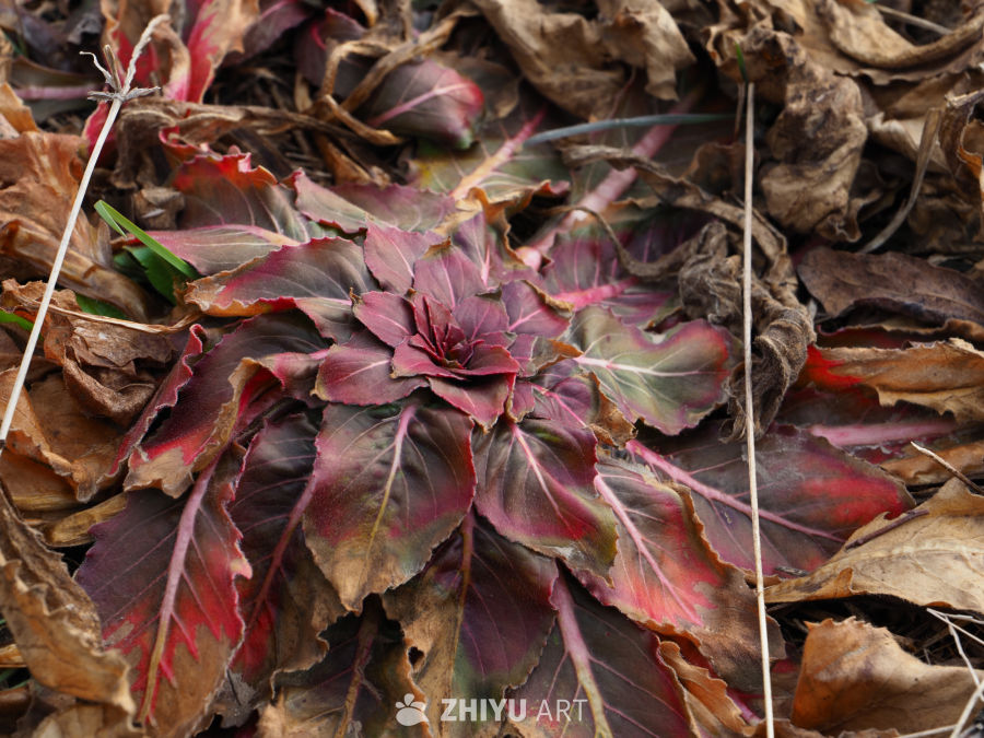 秋日红叶与枯叶的静美