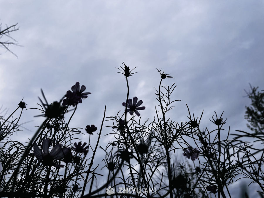 剪影中的花海