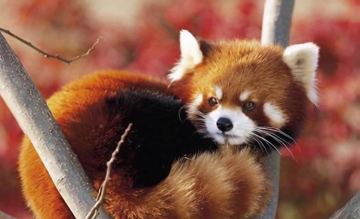红色小熊猫于枝头小憩特写