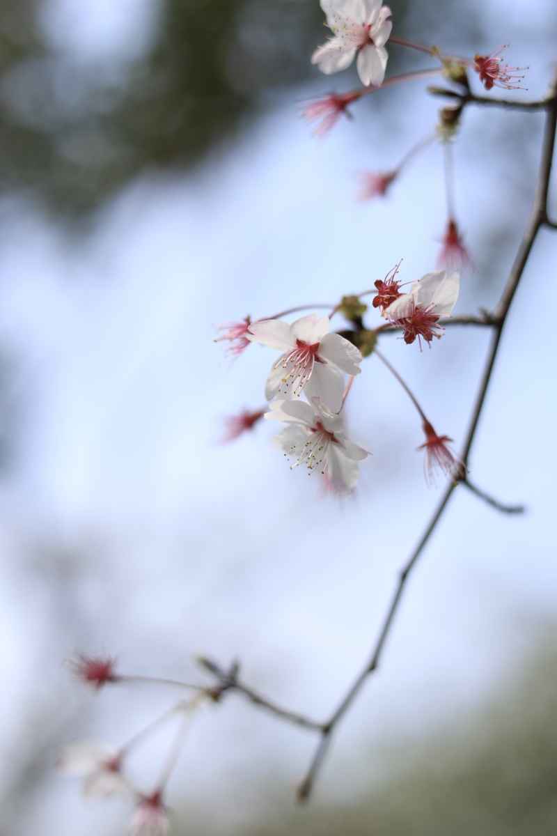 两朵樱花