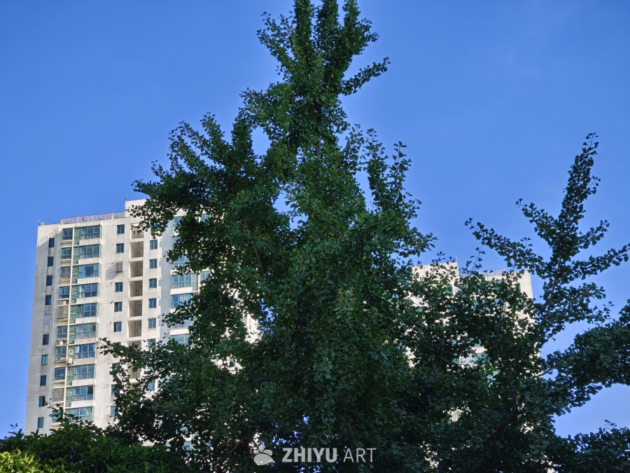 绿树之下的城市居民楼