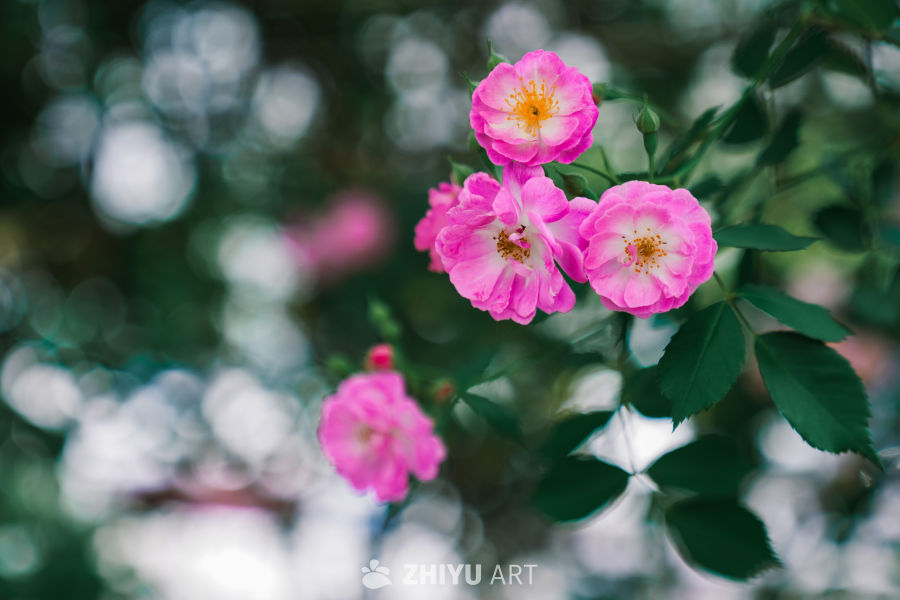 春末的蔷薇花 6