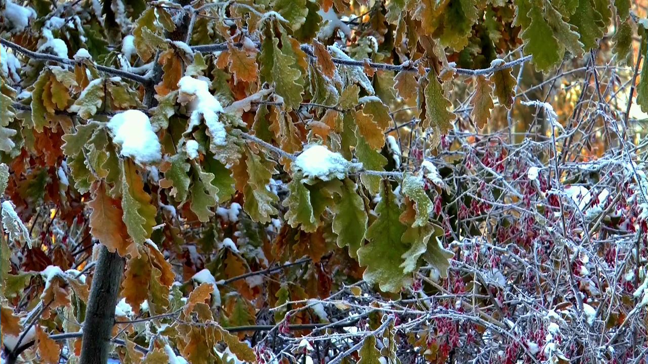冬季雪叶子莓