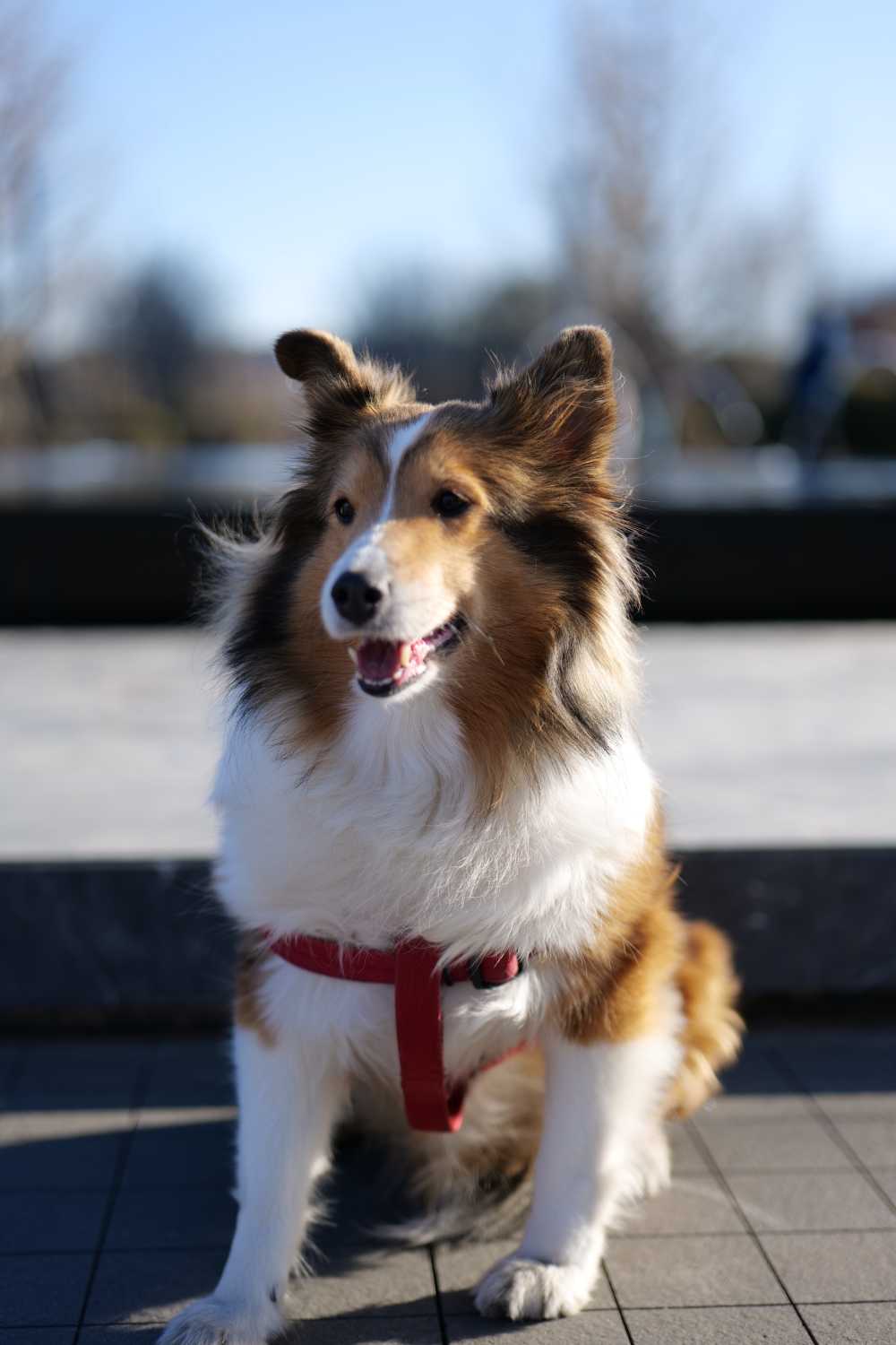 喜乐蒂牧羊犬