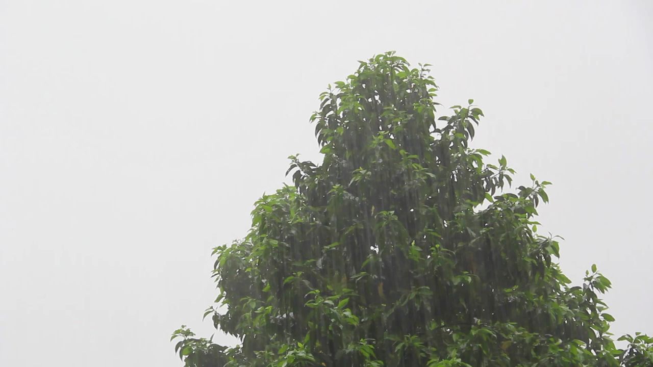 春雨三月白兰树