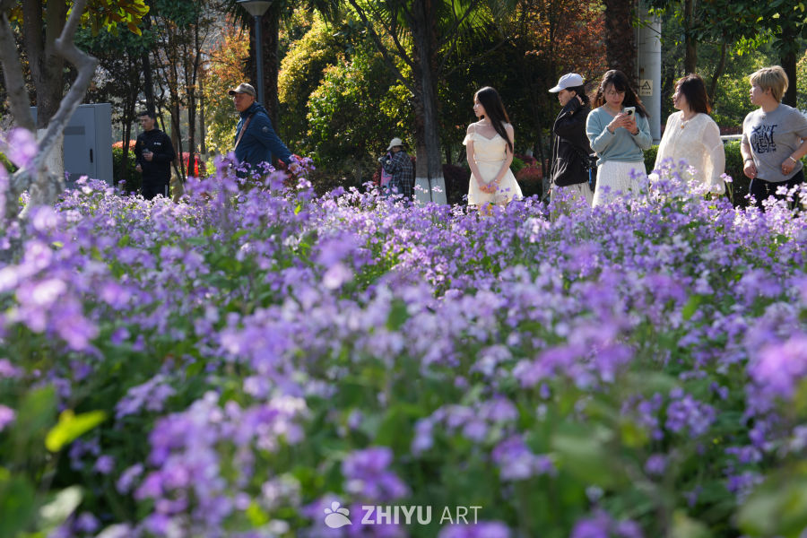 紫花盛开的公园