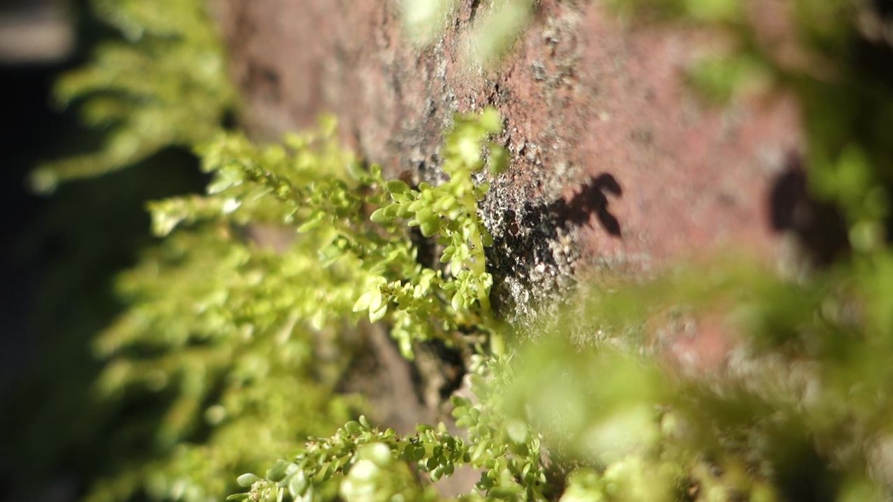 红墙阳光影子绿色植物植被