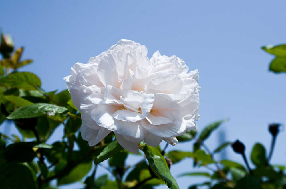 玫瑰花