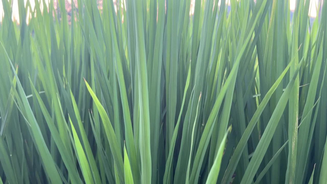 稻田 2