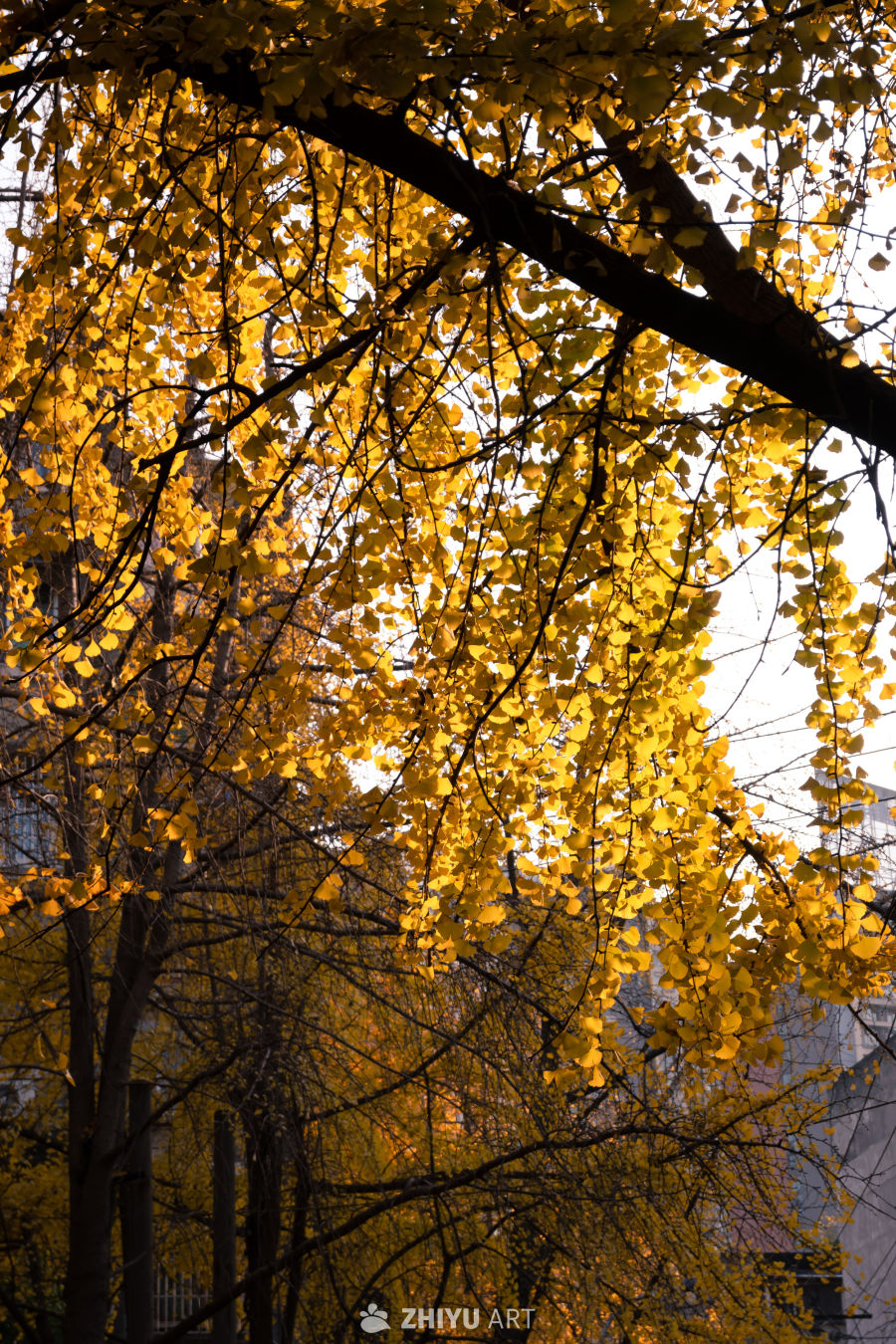 金秋银杏叶