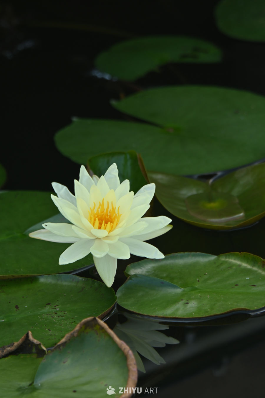 荷花🪷