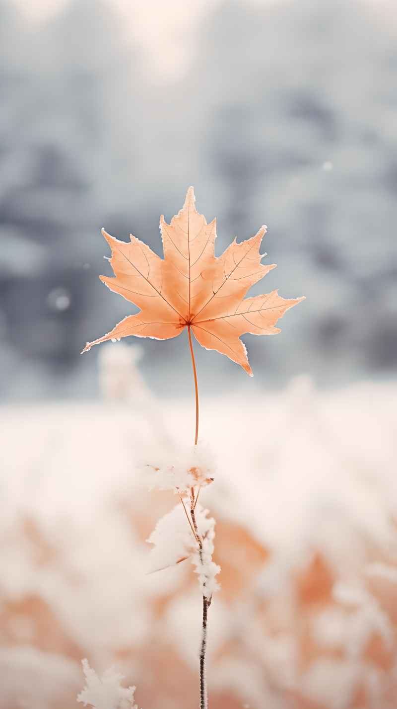 枫叶雪景冬季 41