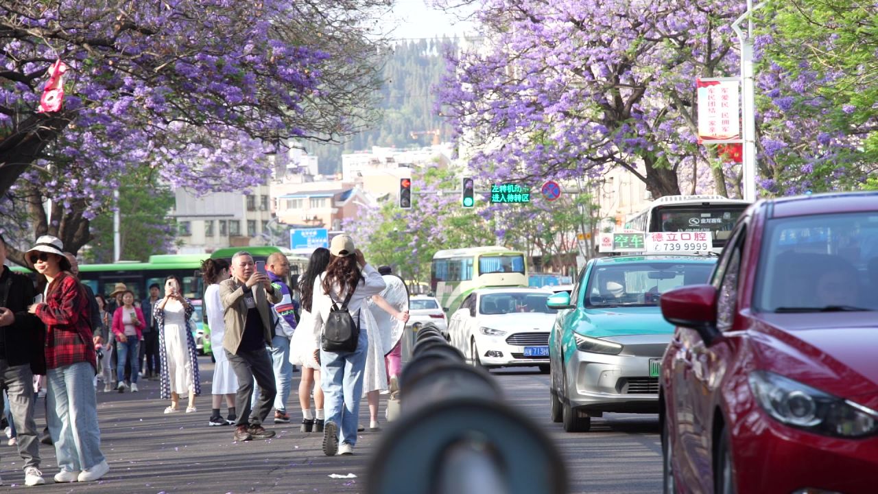 凉山州西昌市航天路蓝花楹
