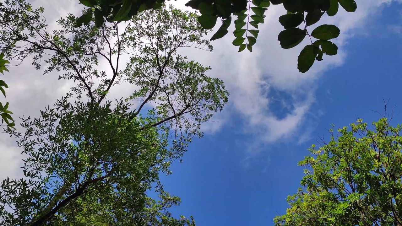 4K夏日绿树蓝天白云仰拍旋转