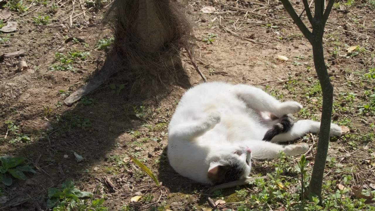 公园的小猫咪流浪猫 30