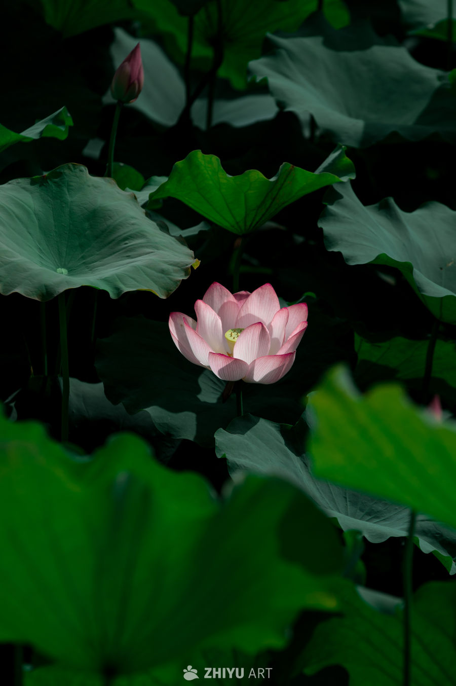 荷花 9