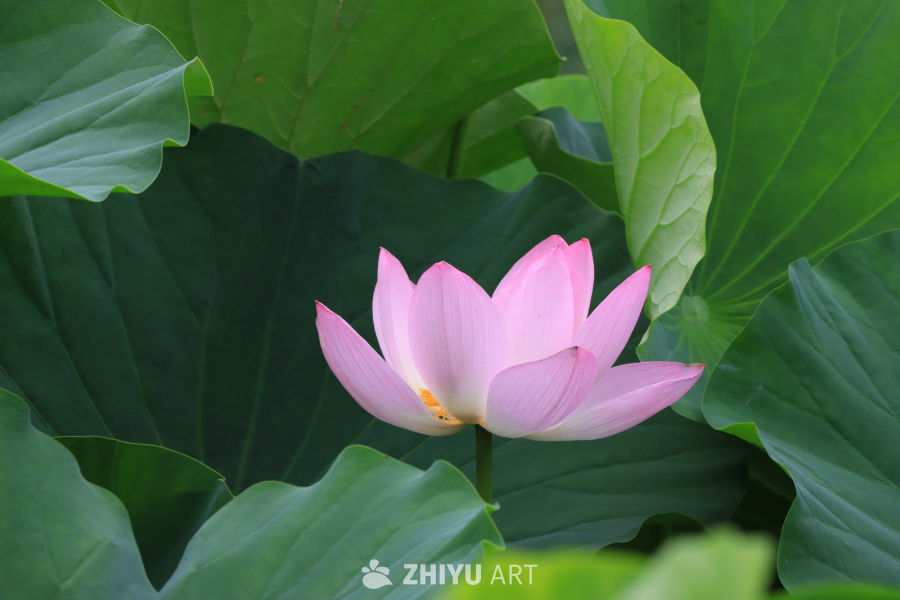 荷花 76