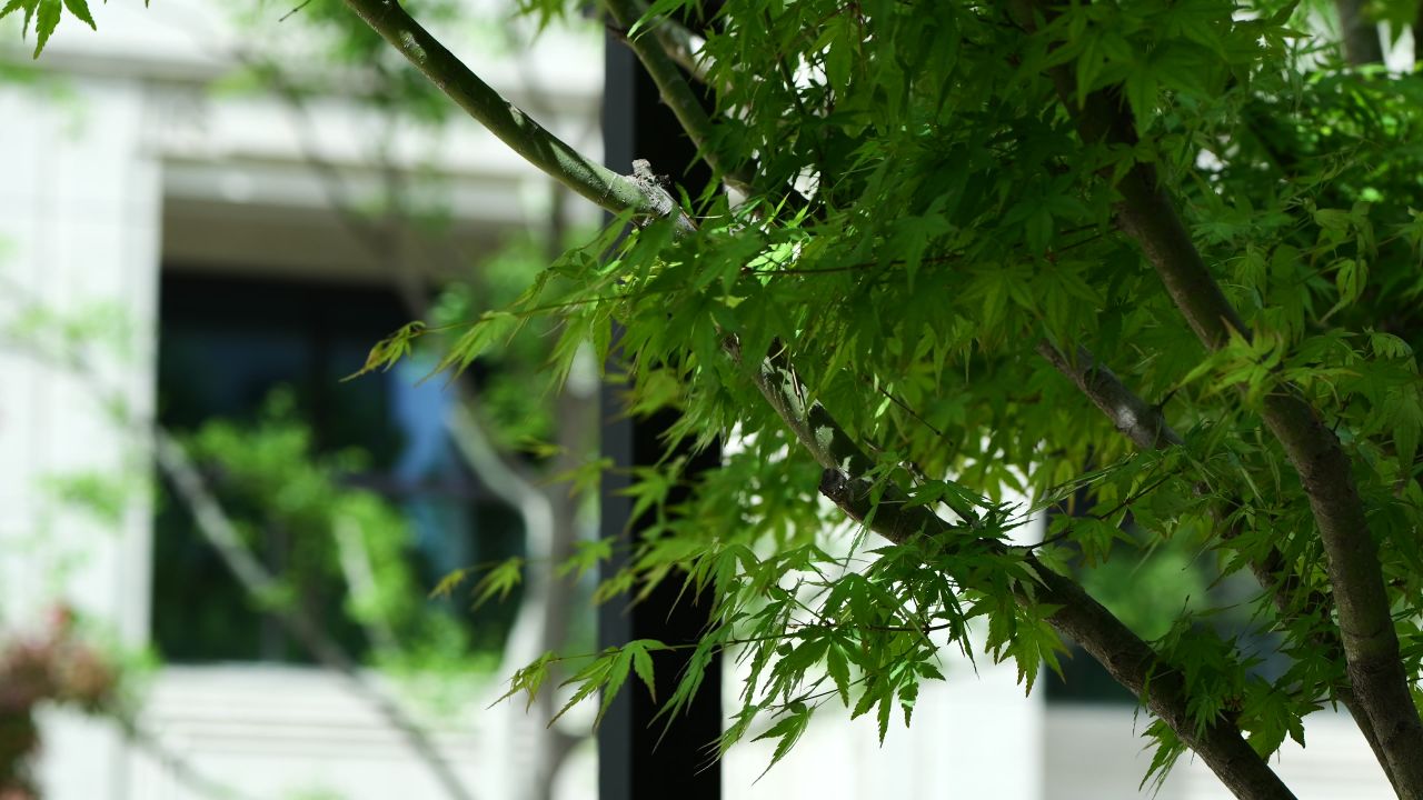 枫叶空镜头，小区春天空镜头 13