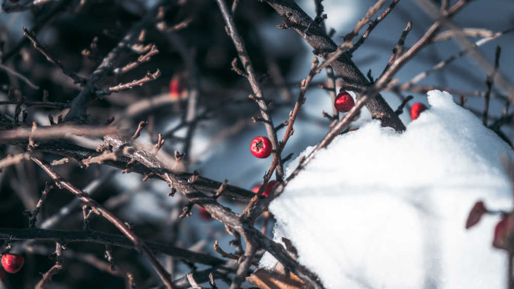 冬雪