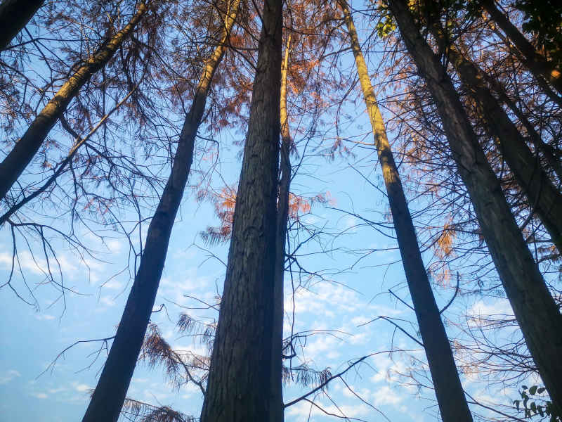 笔直树木水杉植物摄影图  
