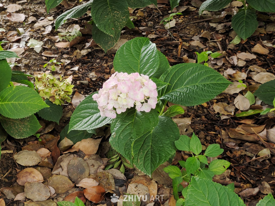 各种颜色的绣球花 2