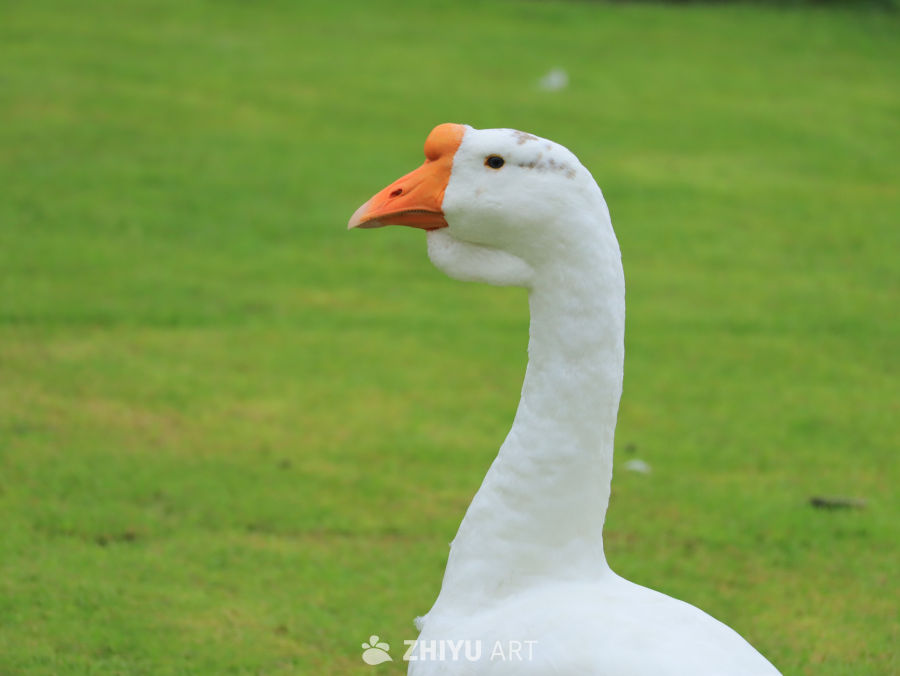 白鹅在绿草地上