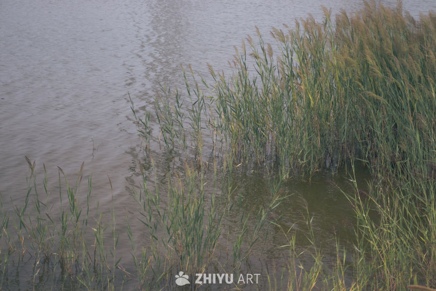芦苇临水静谧景