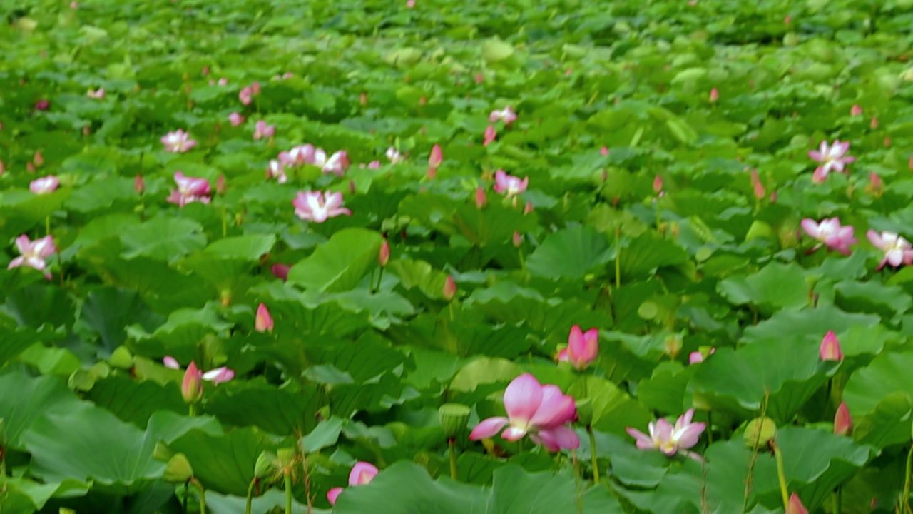 夏日宁静荷塘