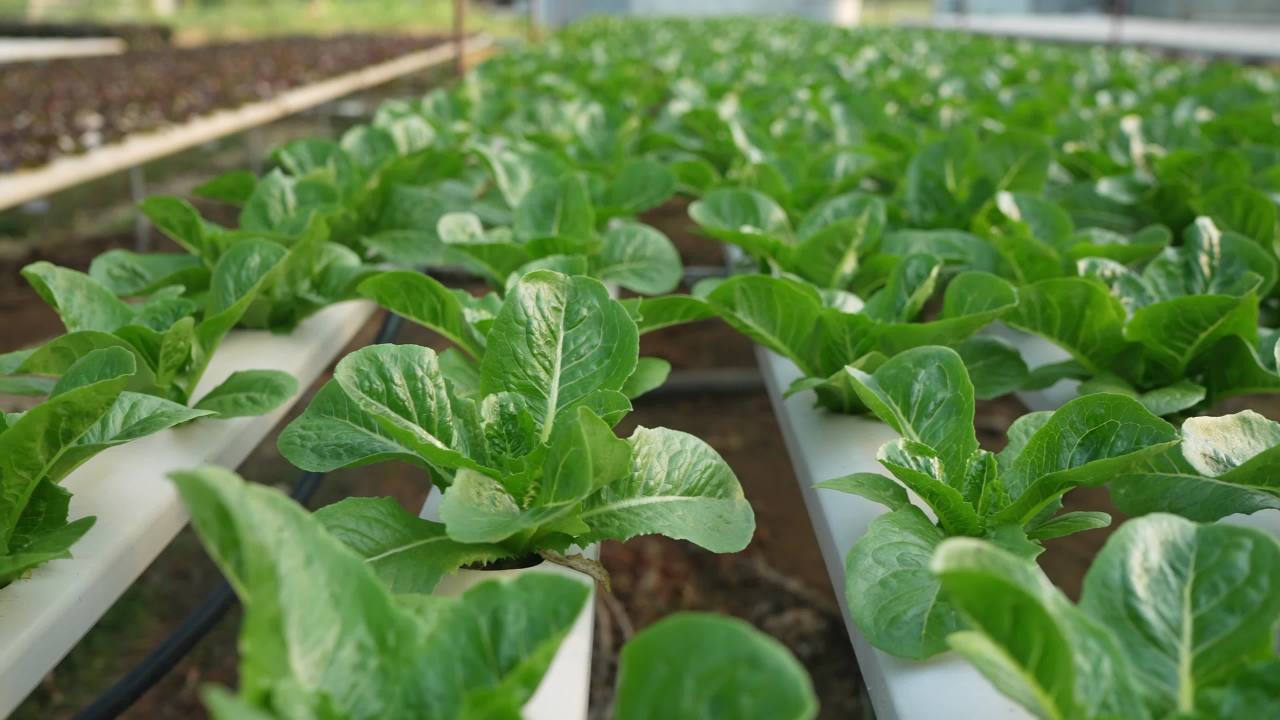 温室中的绿色植物