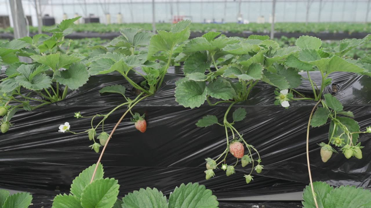 温室草莓 1