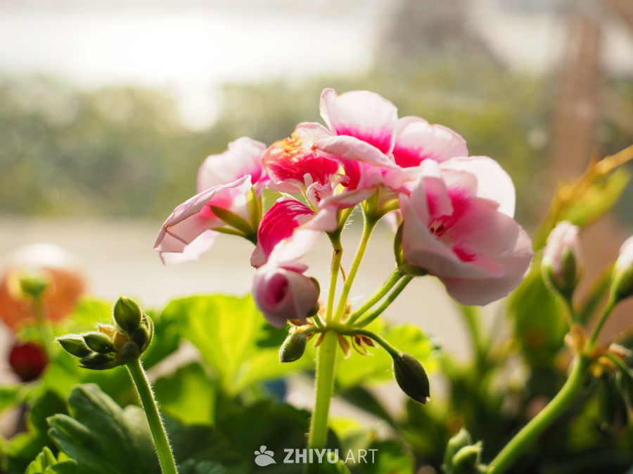 春日粉花映阳光