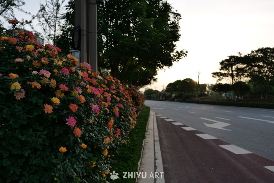 月季花 33