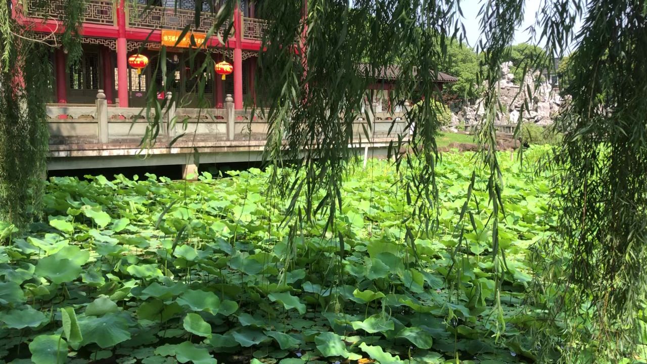 荷叶田田3