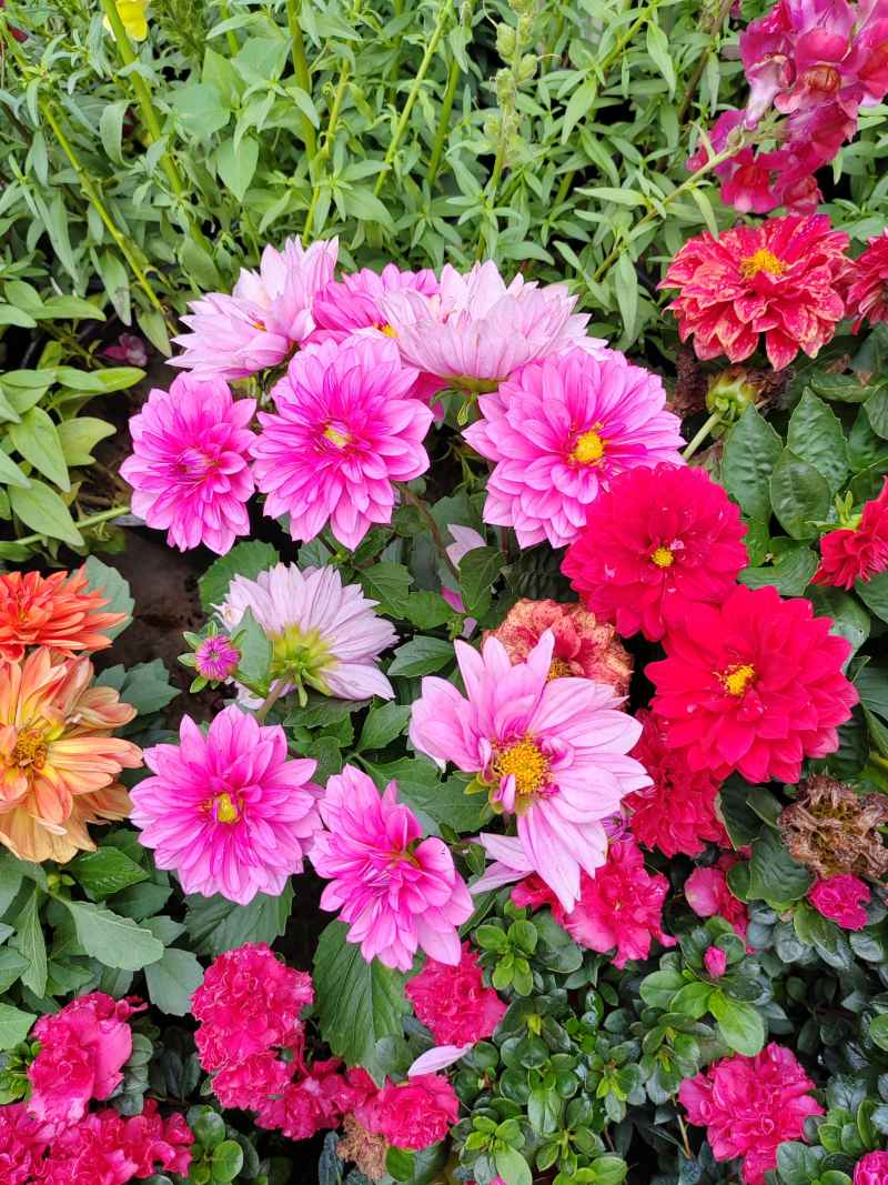 🌷花