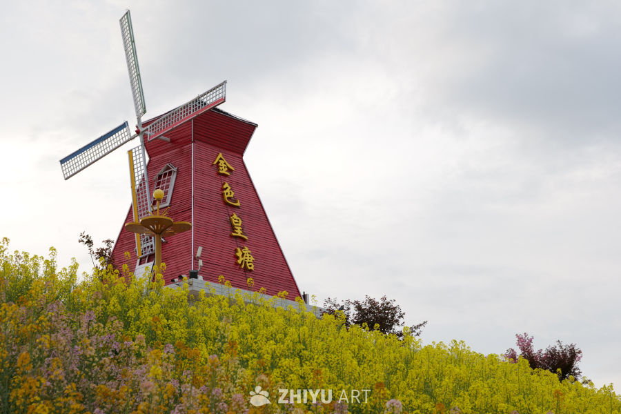 油菜花海 8
