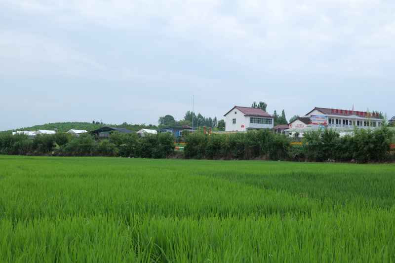 乡村田野