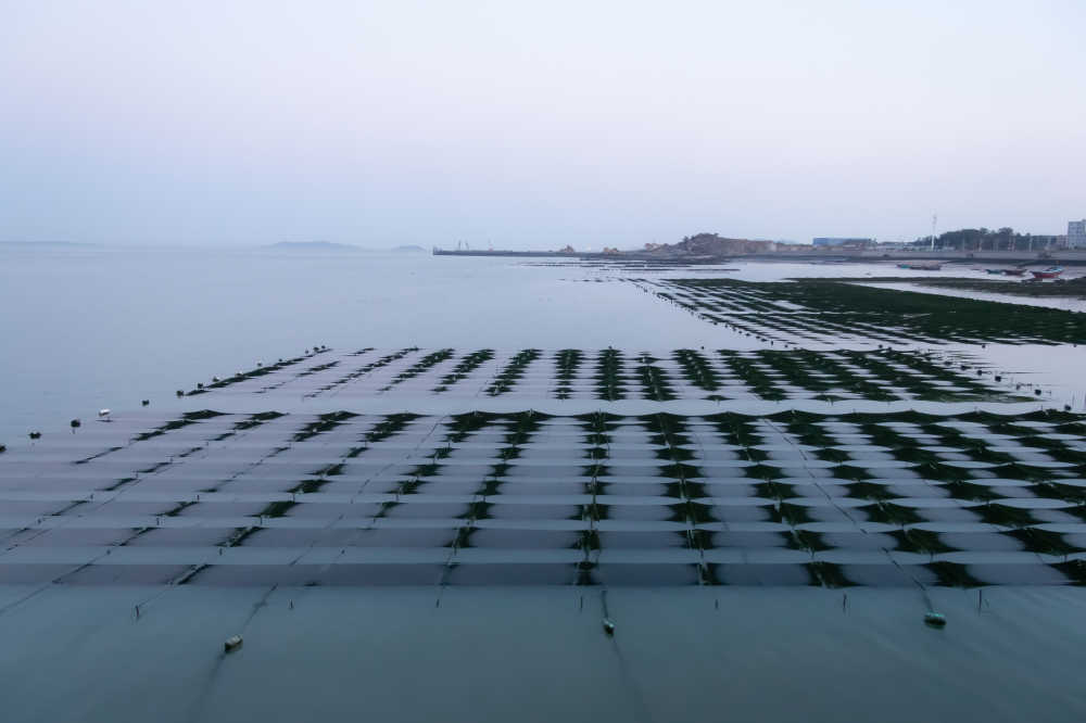 海上农场海带田