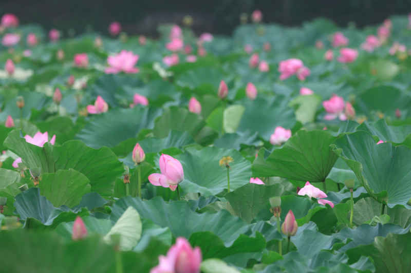 荷花 8