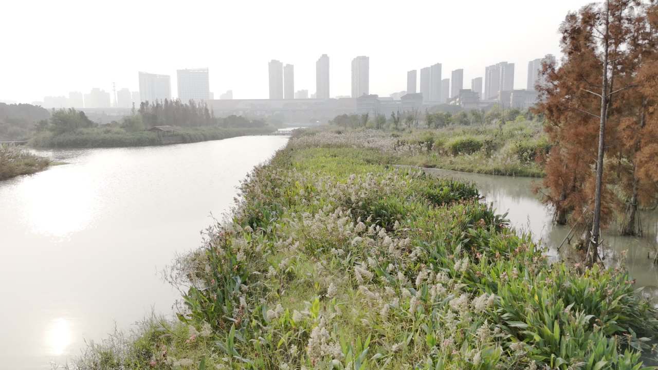 冬日的湿地 29