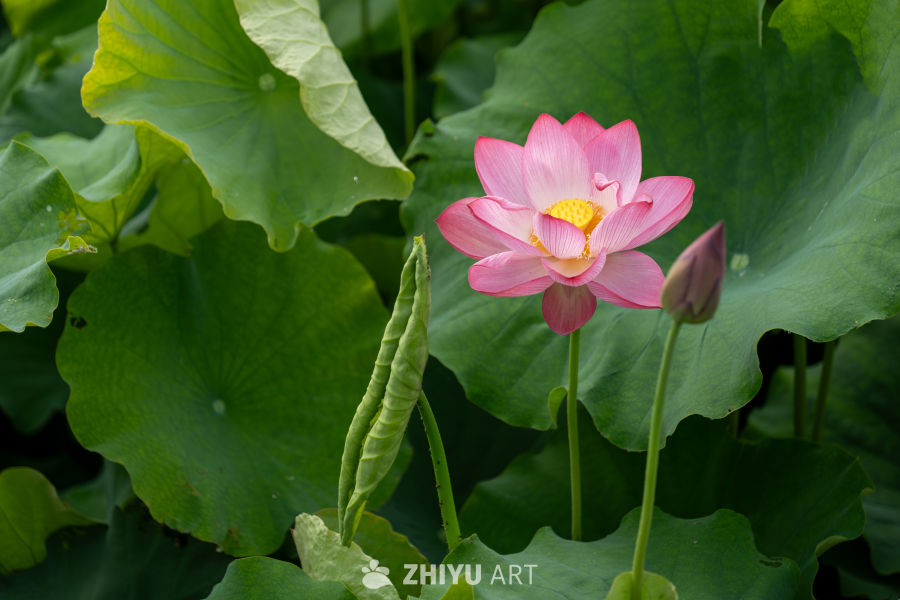 荷花 128