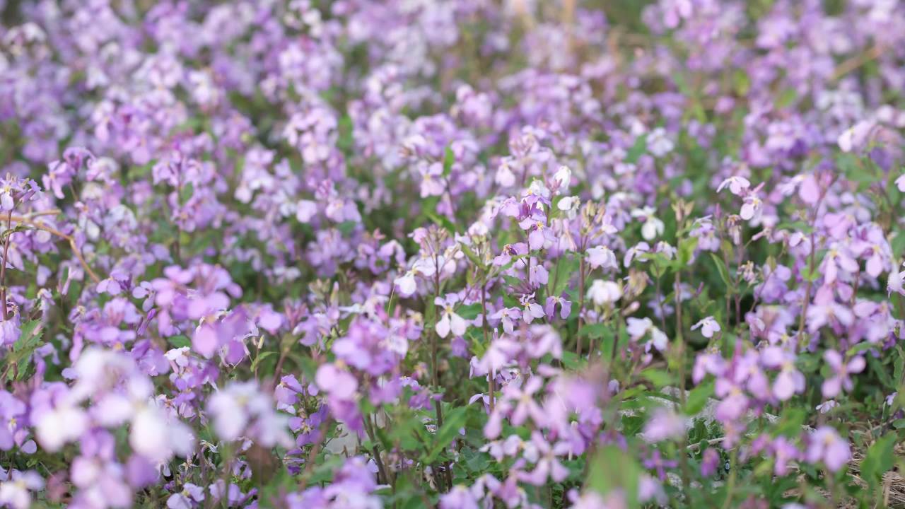 花 3