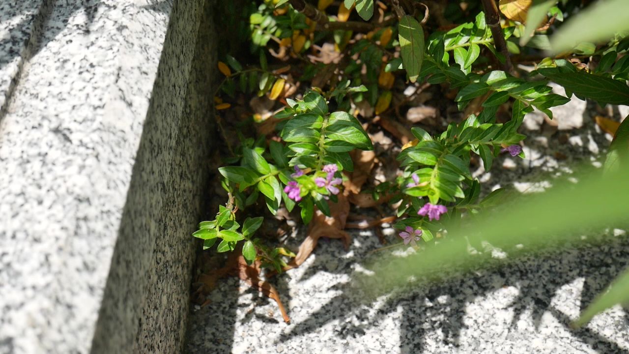 石阶下阳光微风中的萼距花